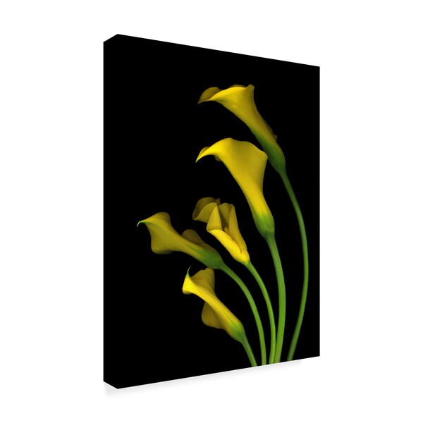 Susan S. Barmon 'Calla Lilies 3' Canvas Art,35x47